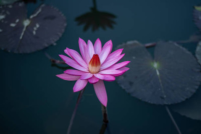 rsd enterprise lotus,kamal gatta Seed(11 per packet)
