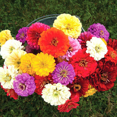Lorvox Zinnia Carousel Mix Seed(40 per packet)