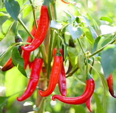 Biosnyg Open-Pollinated Red Cayenne Pepper Vegetable Seeds For Planting-(4000 Seeds) Seed(4000 per packet)