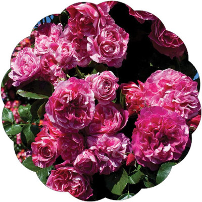 Qualtivate HUA-4A Raspberry Cream Twirl Rose Climbing Rose Seed(25 per packet)