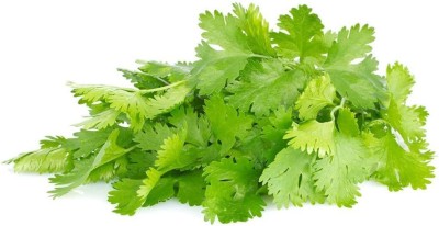 CYBEXIS GBPUT-27 - Mexican Specialty Cilantro - (2250 Seeds) Seed(2250 per packet)