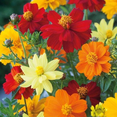 CYBEXIS Cosmos Sulphureus Brightness Mix Seeds - Mixed Colour Flowers Seed(50 per packet)