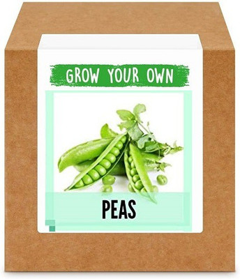 CYBEXIS Green Peas/Matar800 Seeds Seed(800 per packet)