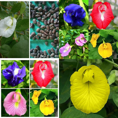 ibains Butterfly pea seeds bij 39 Seed(39 per packet)