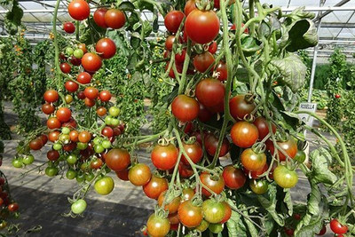 jui halder tomato seeds Seed(350 per packet)