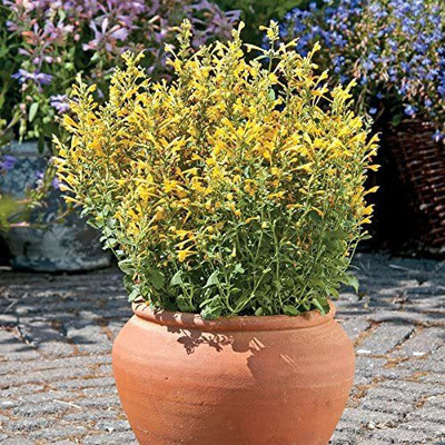 CYBEXIS PUAS-9 - Arizona Sun Hummingbird Mint - (1350 Seeds) Seed(1350 per packet)