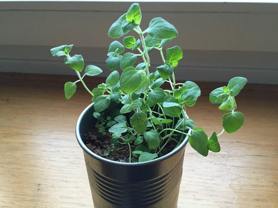 ENINE F1 Hybrid Herbs Seeds For Home(Pack of 50 Seeds) & Planting VX48 Seed(50 per packet)
