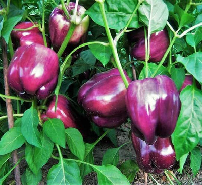 Aywal HYBRID F1 PREMIUM QUALITY Purple COLOR CAPSICUM/SHIMLA MIRCH Seed(220 per packet)