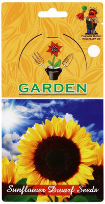 CYBEXIS Sunflower Dwarf Seeds Hybrid Seeds100 Seeds Seed(100 per packet)
