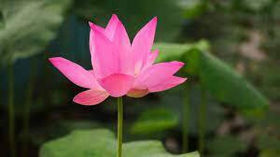 greenfarm Lotus Flower seeds Fragrant Flower Seeds Organic ( 110 seeds) a59 Seed(110 per packet)