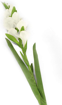 CRGO GLADIOULUS Seed(14 per packet)