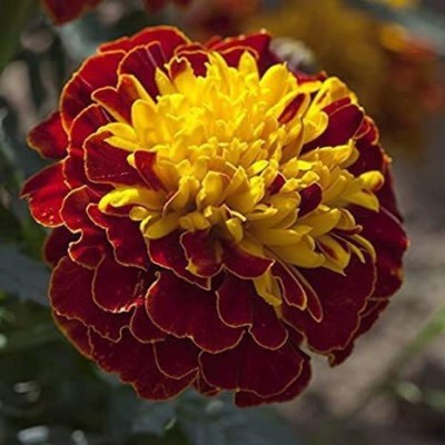 CYBEXIS GBPUT-61 - Red Mix Marigold Tagetes Erecta - (2250 Seeds) Seed(2250 per packet)
