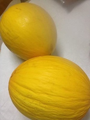 MAA Muskmelon, Kharbuja Seed(100 per packet)