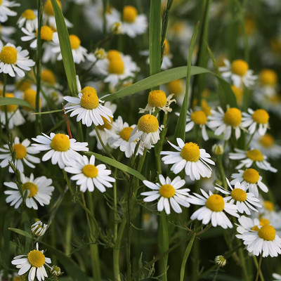 CYBEXIS LX-47 - Common German Chamomile - (750 Seeds) Seed(750 per packet)