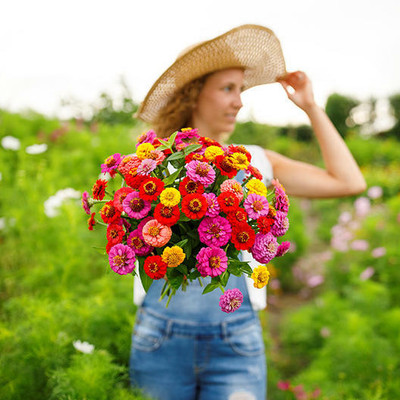 UGRA Zinnia Lilliput Mix Seed(20 per packet)