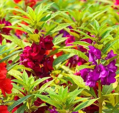 Cloud Farm dopati/touch-me-not flowers seed Seed(30 per packet)