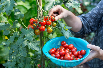 DEYS AGRO ™ f1 hybrid tomato seeds,highest yield variety plant Seed(204 per packet)