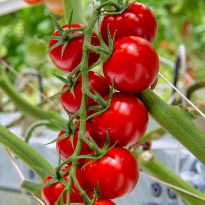 Seedsqlty Hybrid cherry tomato seeds, high germination (300 seeds) Seed(300 per packet)