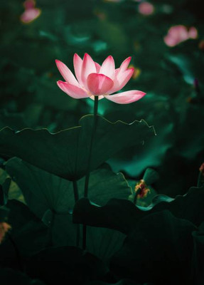 SIDDHARTH FISH FARM lotus,kamal gatta Seed(10 per packet)