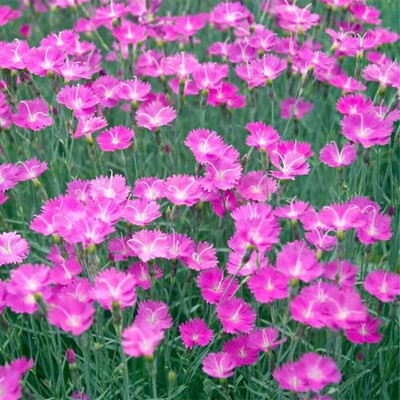 Lorvox Carnation - Giant Double Chabaud Mix Seed(30 per packet)