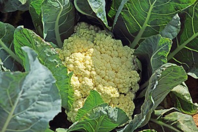 EVY white cauliflower,gobhee seeds Seed(5 per packet)