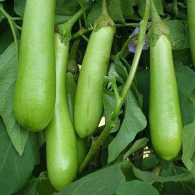 Biosnyg American big green brinjal f1 hybrid ( Seeds) Seed(1000 per packet)