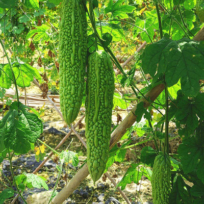 CYBEXIS Hybrid Bitter Gourd Seeds 800 Seeds Seed(800 per packet)