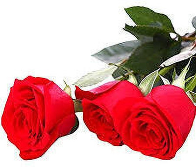 greenfarm Rose Flower Seed ,Rosa Gulab seeds pure organic (110 pcs) r4 Seed(110 per packet)