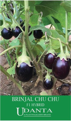 Udanta Brinjal Small F1 Hybrid Dwarf Variety Vegetable Seeds For Gardening - 30-40 Seed Seed(1 per packet)