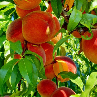 Aywal Peach Fruit Seed(1 per packet)
