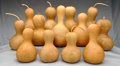 CYBEXIS KGF -54 - Mini Baby Bottle Gourd - (100 Seeds) Seed(100 per packet)