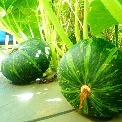 CYBEXIS NBIR-8 - F1 Hybrid Pumpkin Kaddu - (100 Seeds) Seed(100 per packet)