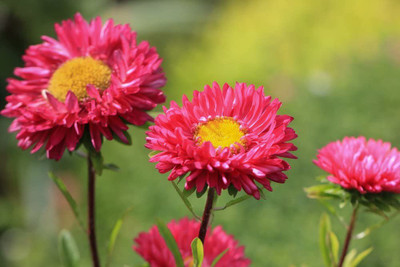 CYBEXIS Aster Pompon Winter Cherry Seed(1 g)