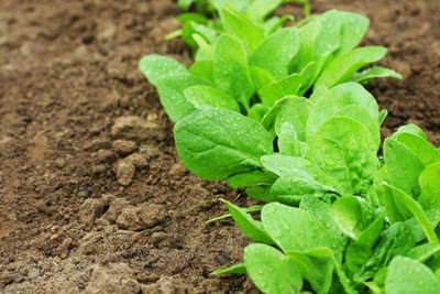 AFARTIOBINA 57 PCS SPINACH SEEDS-A02 Seed(57 per packet)