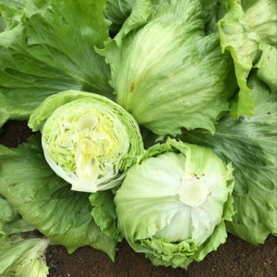 XOLDA Organic lettuce ice burg Seed(15 per packet)