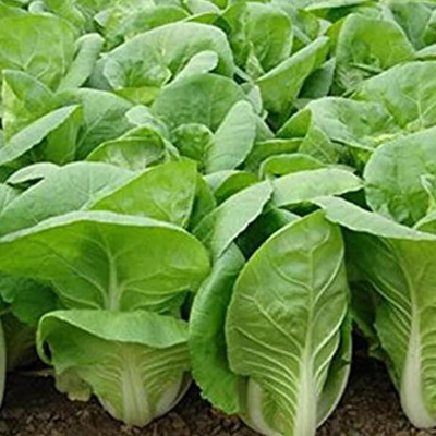 WILLVINE NKR -III Small Loose Leaf Cabbage Seeds [1g] Seed(300 per packet)