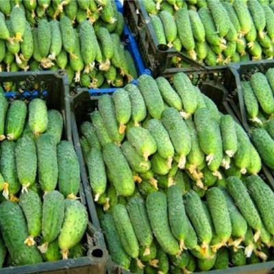 CYBEXIS Organic Cucumber Seeds500 Seeds Seed(500 per packet)