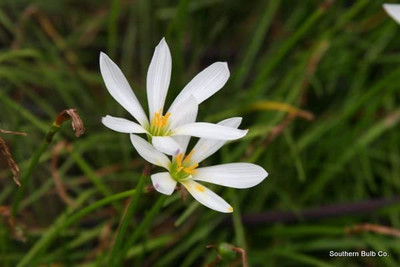 CYBEXIS VXI-53 - Zephyranthes 'White Rain Lily' - (540 Seeds) Seed(540 per packet)