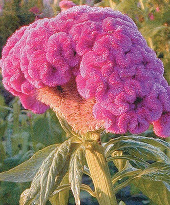 Quentova Celosia / Cockscomb-22E-ICRA Seed(100 per packet)