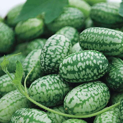 CYBEXIS VXI-53 - Mexican Sour Gherkin Cucumber - (450 Seeds) Seed(450 per packet)