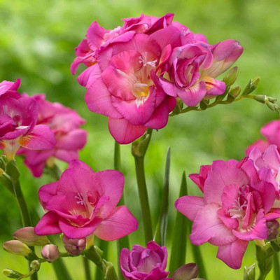 zabbus Freesia Flower Bulbs for Summer Season Pink Seed(10 per packet)