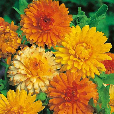 GROWN Calendula Flower Pot Marigold Seed For Terris Gardening - 120 Seed(120 per packet)