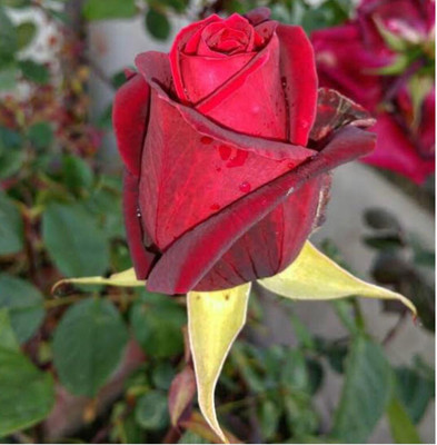 greenfarm NXC- Fragrant Rose Flower Seeds/ Gulab Seeds / 70 X Seeds , TRE31 Seed(70 per packet)