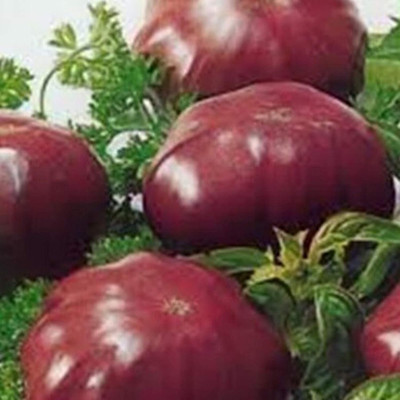 KNESSiN XI-64 Tomato Seed(200 per packet)