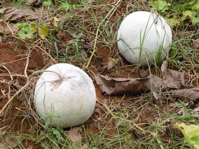 Arshiayat Ash Gourd Giant Winter Melon Seeds/Ash gourd Seed(14 per packet)