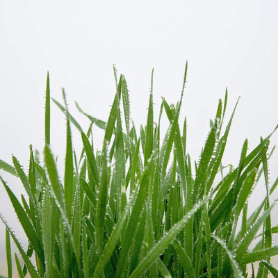VibeX XLR-23 - Premium Hard Red Winter Wheat - (7500 Seeds) Seed(7500 per packet)