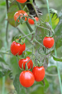 SEEDSSIDE tomato Seed(105 per packet)