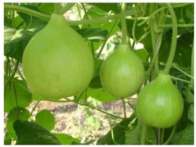 Avysa Gol Ghiya Bottle Gourd Seeds Seed(40 per packet)