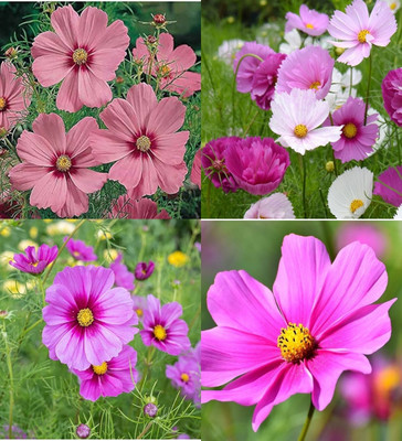 ibains Cosmos flower seeds mixed biij 12 Seed(12 per packet)
