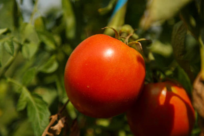 greenglory tomato Seed(130 per packet)